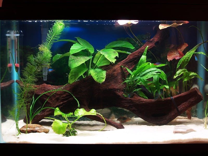 Un aquarium de 60 litres idéal pour les débutants, placé sur un meuble adapté.