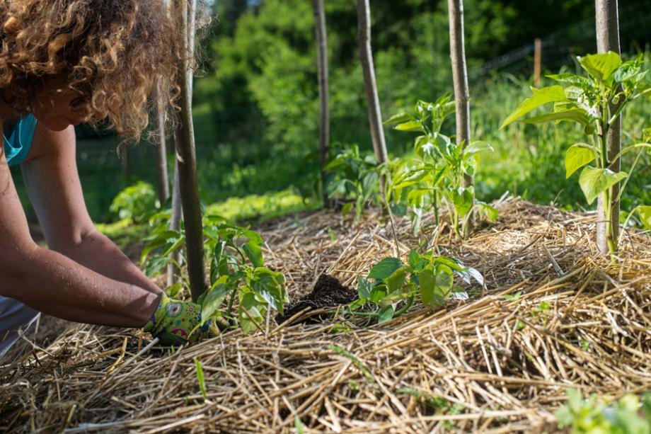 Paillage de cultures pour protéger et nourrir le sol du jardin.