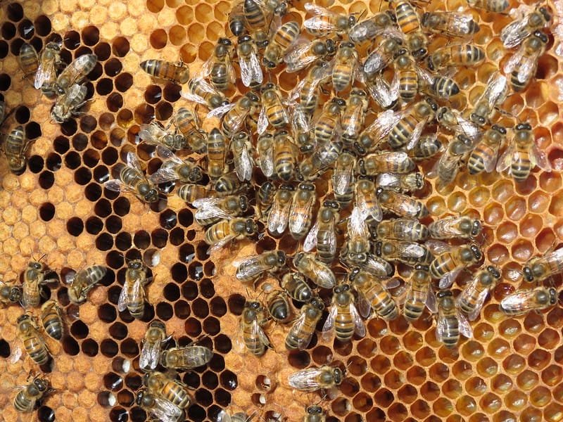les abeilles dans une ruche durant la période hivernal