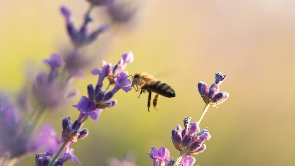 un abeille sur un bruyere d'hivers, une plante hivernale