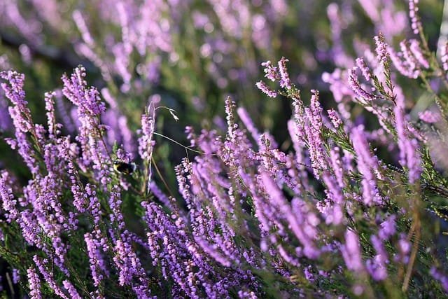 Bruyère en fleurs avec des nuances de rose et violet, embellissant un jardin hivernal.