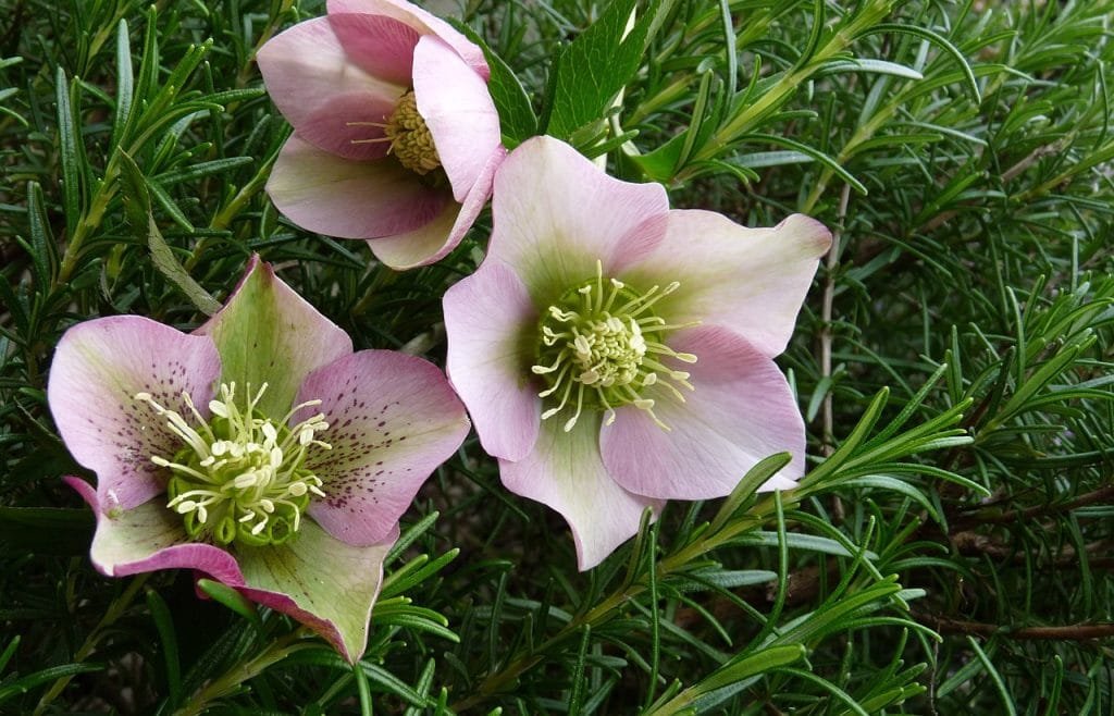 Hellébore rose de Noel plantes fleuries en hivers, Hellébore Rose de Noel
