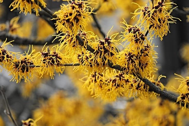 Fleurs d'Hamamélis avec leurs pétales jaunes en forme d'étoiles, apportant une touche lumineuse au jardin pendant l'hiver.