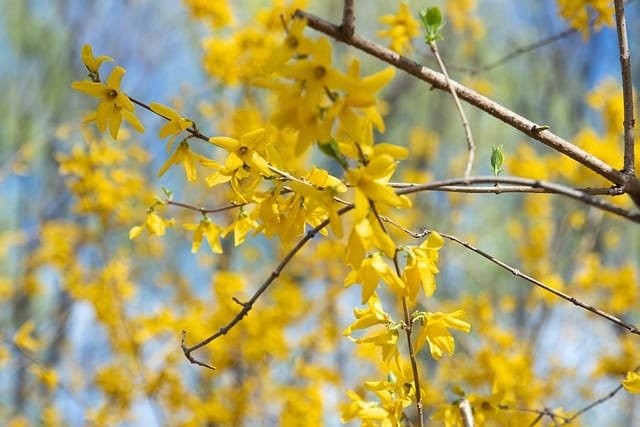 Branches de jasmin d'hiver avec de petites fleurs jaunes illuminant le jardin pendant la saison froide.