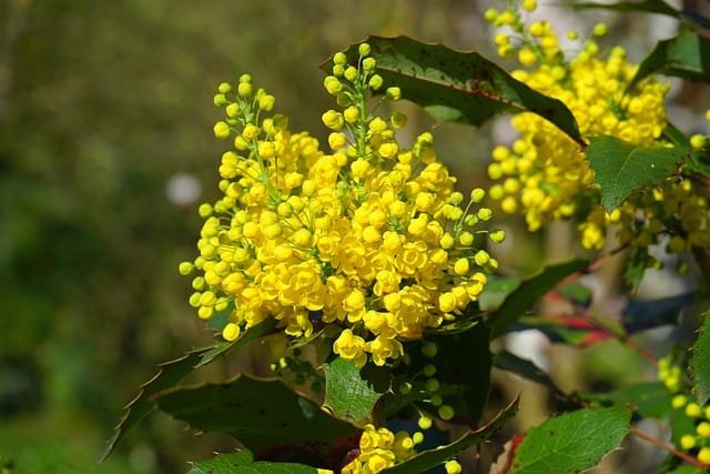 Arbuste de Mahonia en fleurs avec ses grappes jaunes vives, apportant une touche lumineuse au jardin en hiver.