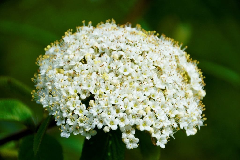 Fleurs de Viorne d’hiver (Viburnum tinus), arbuste persistant aux petites fleurs blanches apportant couleur et charme au jardin en hiver.