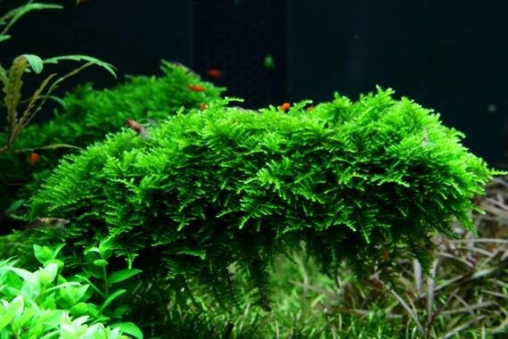 Vesicularia dubyana mousse de java